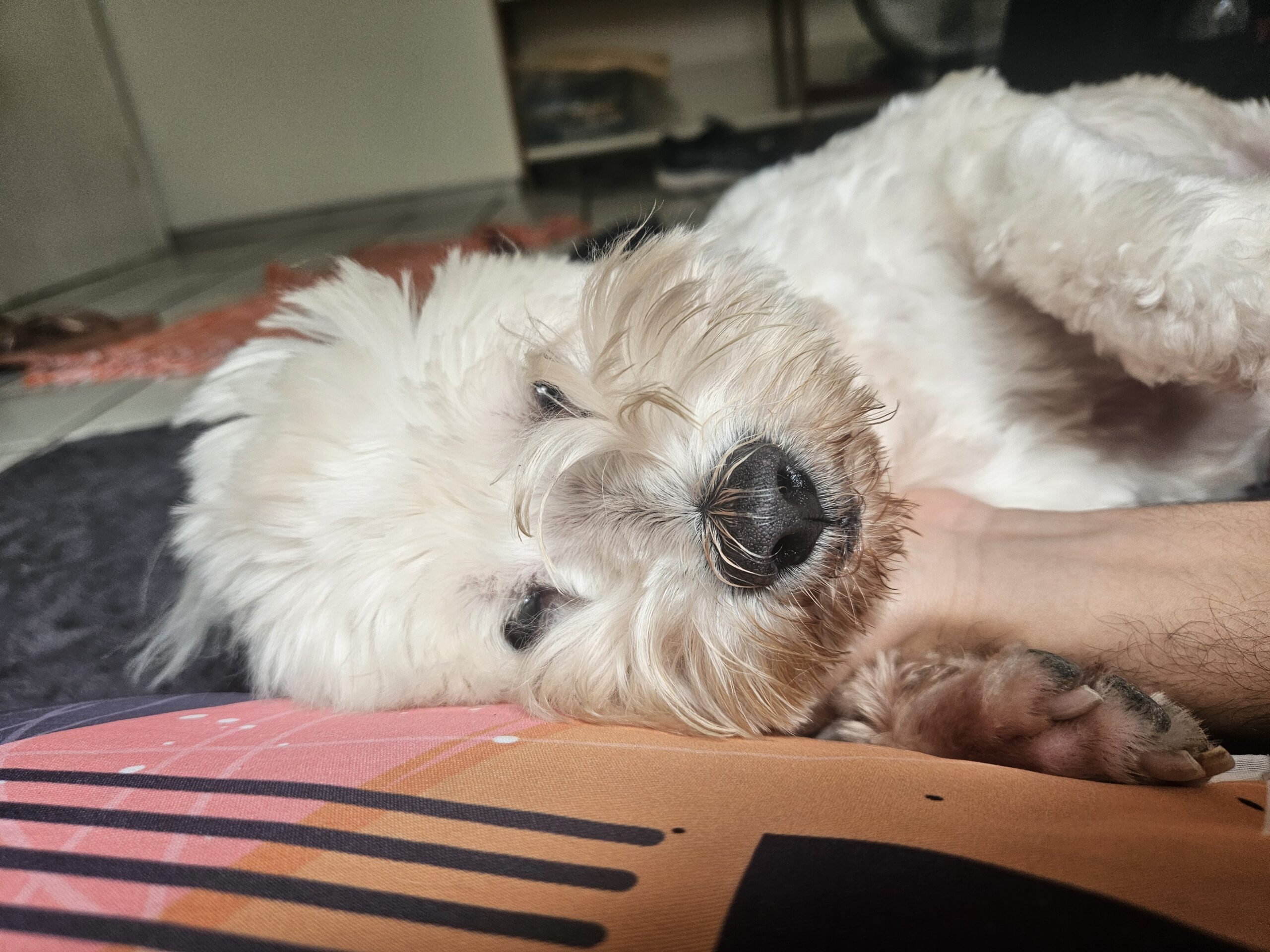 Cachorros choram sem lágrimas